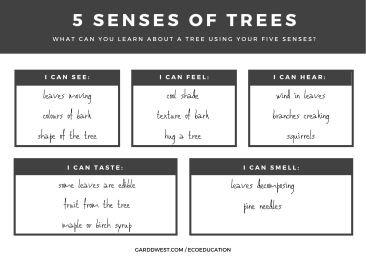 April 8 - SPROUTS - 5 Senses of Trees Handout Back - Garddwest EcoEducation